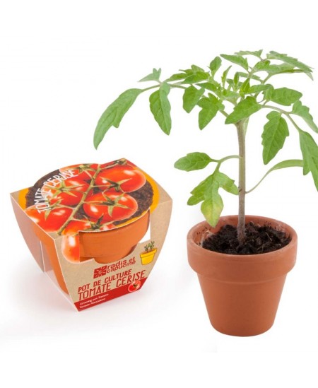 Auginimo rinkinys vaikams RADIS et CAPUCINE Vyšniniai pomidorai