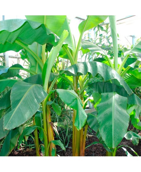 Bananmedžio auginimo rinkinys RADIS et CAPUCINE Piratas
