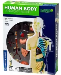 Mokslinis rinkinys Thames&Kosmos Žmogaus kūno anatomijos modelis