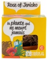Jericho rožės auginimo rinkinys RADIS et CAPUCINE Amžinas augalas, 11 cm