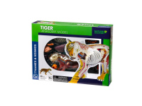 TIGRO ANATOMIJOS MODELIS