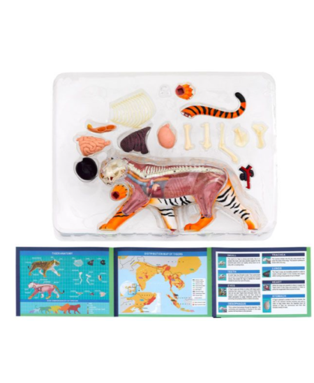 Anatomijos modelis Thames&Kosmos „TIger“