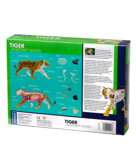 Anatomijos modelis Thames&Kosmos „TIger“