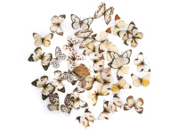 Lipdukai DRUGELIAI 40vnt balti-juodi