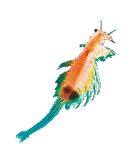 Lavinamasis rinkinys KOSMOS Sea Dogs