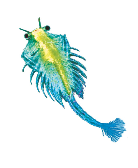 Lavinamasis rinkinys KOSMOS Sea Dogs
