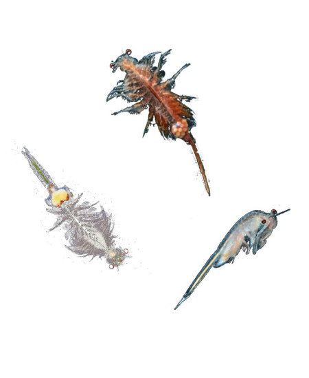 Lavinamasis rinkinys KOSMOS Sea Dogs