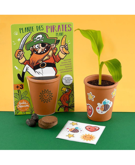 Bananmedžio auginimo rinkinys RADIS et CAPUCINE Piratas