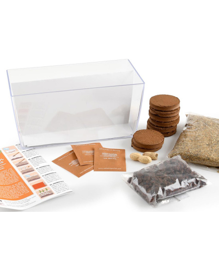 Augalų stebėjimo vivariumas RADIS et CAPUCINE Šaknys ir sliekai 2