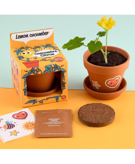 Auginimo rinkinys vaikams RADIS ET CAPUCINE Citrininis agurkas